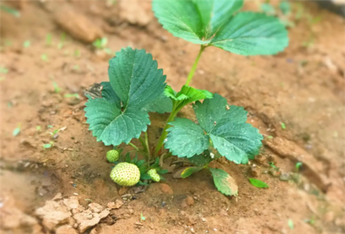 草莓結果期追肥 草莓結果期追肥