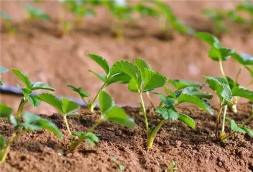 草莓苗期追肥 草莓苗期追肥