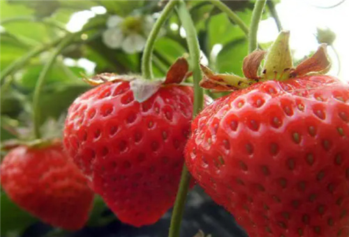 草莓施膨果施肥 草莓施膨果施肥