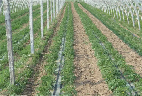 液體肥使用技術 液體肥使用技術