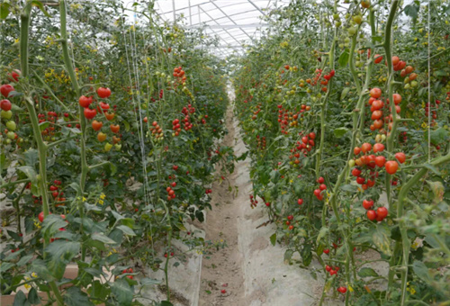 小番茄追肥 小番茄追肥