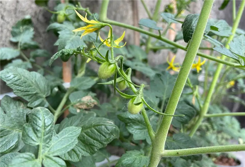 圣女果首穗肥 圣女果首穗肥