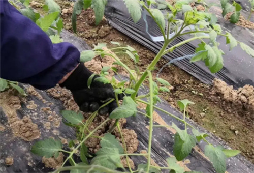 番茄苗期施肥 番茄苗期施肥