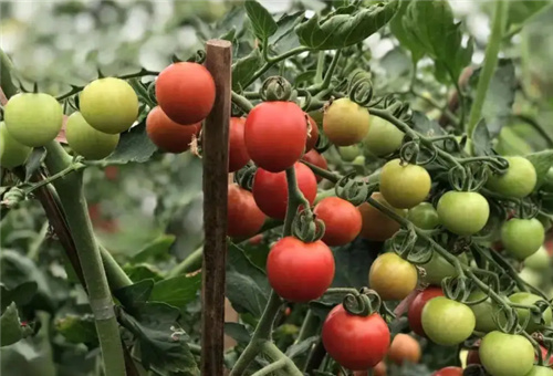 小番茄種植 小番茄種植