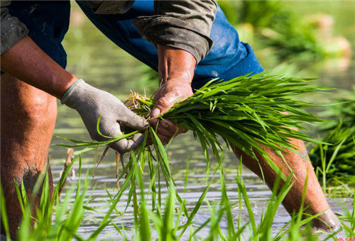 液體肥用于水稻 液體肥用于水稻