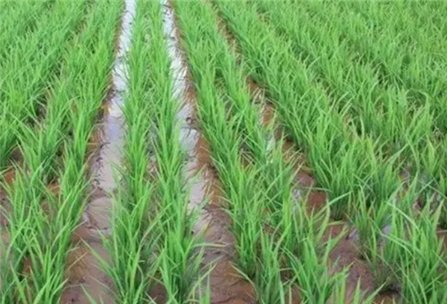 水稻施液肥增產(chǎn)情況 水稻施液肥增產(chǎn)情況