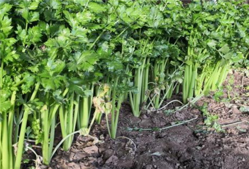 芹菜施肥原則 芹菜施肥原則