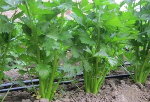 芹菜施肥原則 芹菜施肥原則