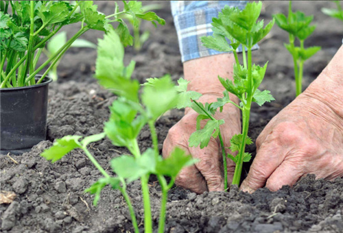 液體鈣肥對芹菜好處 液體鈣肥對芹菜好處