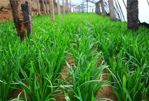 韭菜種植施肥 韭菜種植施肥
