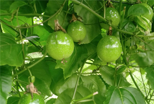 液體肥使用頻次 液體肥使用頻次