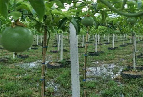 百香果沖施 百香果沖施