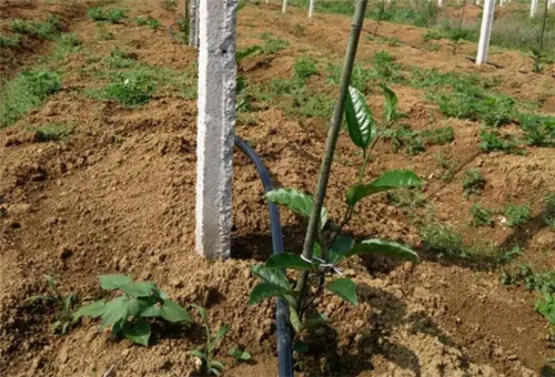 百香果滴灌 百香果滴灌