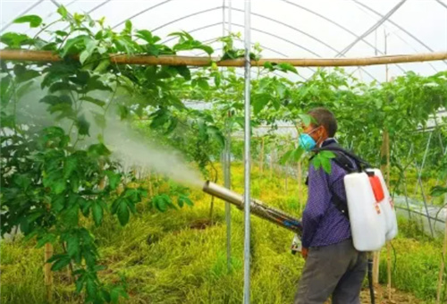 百香果噴施 百香果噴施