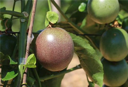 百香果如何使用液體肥 百香果如何使用液體肥