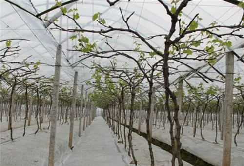 葡萄增甜種植管理 葡萄增甜種植管理