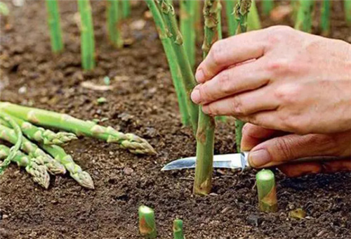 蘆筍種植管理 蘆筍種植管理