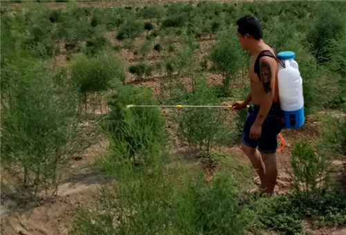 液肥在蘆筍上用法 液肥在蘆筍上用法