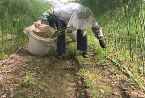蘆筍種植施肥 蘆筍種植施肥