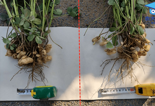 魚蝦肽蛋白效果對比 魚蝦肽蛋白效果對比