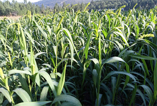 魚蝦蛋白作用 魚蝦蛋白作用