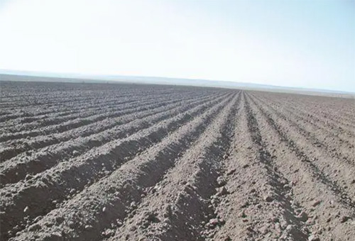 魚蛋白肥對植物好處 魚蛋白肥對植物好處