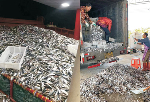 魚肽原漿魚蝦下腳料原料 魚肽原漿魚蝦下腳料原料