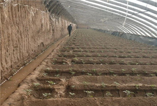 魚蛋白肥使用方法 魚蛋白肥使用方法