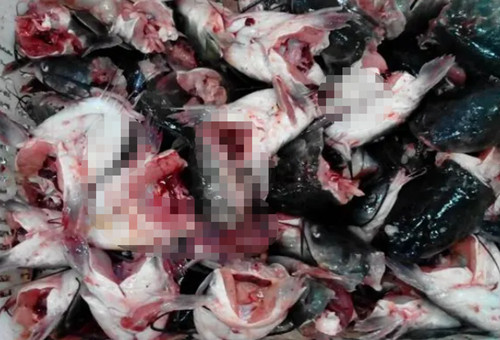 魚(yú)蛋白肥原料 魚(yú)蛋白肥原料