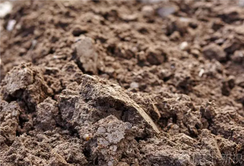 魚(yú)蛋白肥疏松土壤 魚(yú)蛋白肥疏松土壤