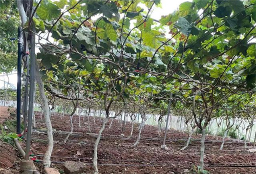 魚蛋白肥效期 魚蛋白肥效期