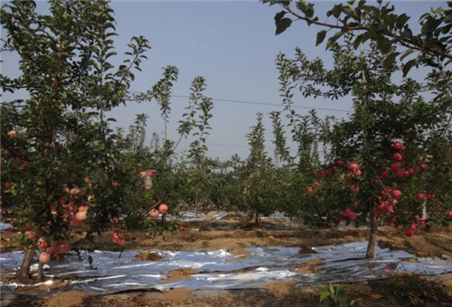 魚蛋白對作物品質(zhì)影響 魚蛋白對作物品質(zhì)影響