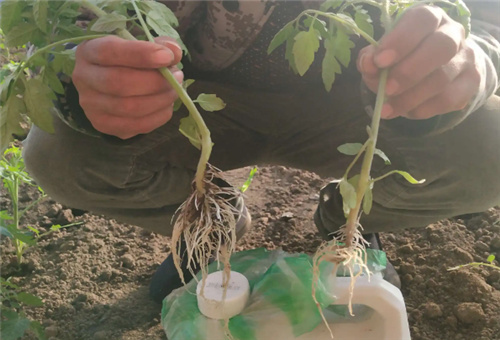 魚蛋白對根系影響 魚蛋白對根系影響