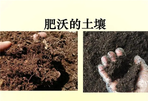 魚蛋白對土壤影響 魚蛋白對土壤影響