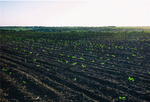 魚蛋白對作物影響 魚蛋白對作物影響