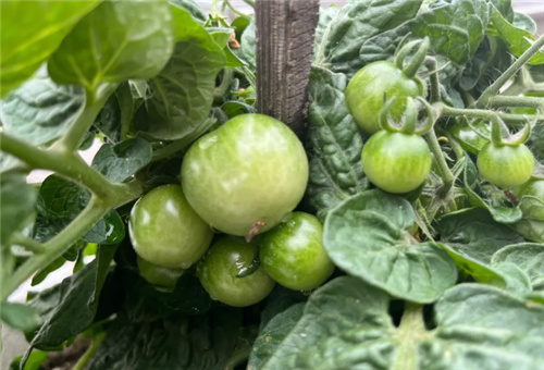 魚蛋白對(duì)作物好處 魚蛋白對(duì)作物好處