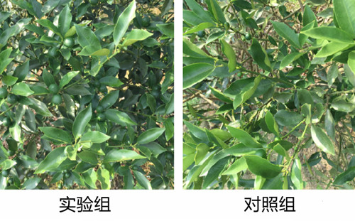 魚蛋白增強(qiáng)抗逆效果 魚蛋白增強(qiáng)抗逆效果