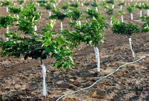 酶解多肽魚蛋白滴灌 酶解多肽魚蛋白滴灌
