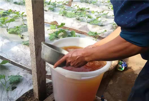 酶解多肽魚蛋白沖施 酶解多肽魚蛋白沖施