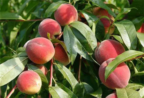 魚蛋白對桃子好處 魚蛋白對桃子好處