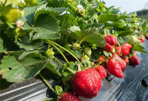 魚蛋白對草莓好處 魚蛋白對草莓好處