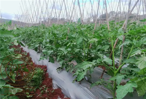 魚蛋白對番茄好處 魚蛋白對番茄好處