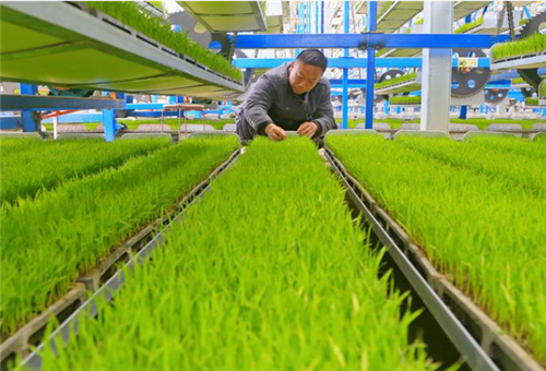 魚蛋白培苗時使用 魚蛋白培苗時使用