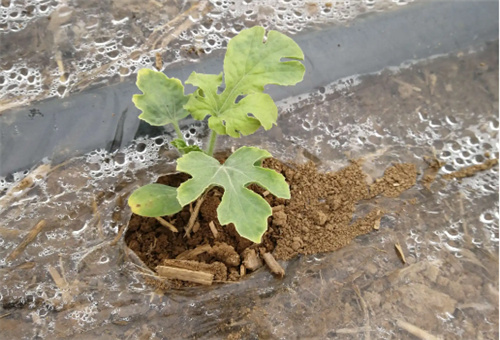 魚蛋白僵苗時使用 魚蛋白僵苗時使用