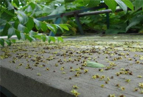 魚蛋白落花落果時使用 魚蛋白落花落果時使用
