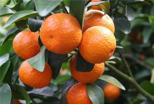 魚蛋白上色時使用 魚蛋白上色時使用