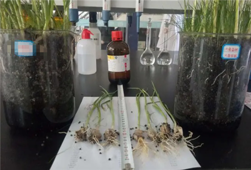 魚蛋白海藻精選擇 魚蛋白海藻精選擇