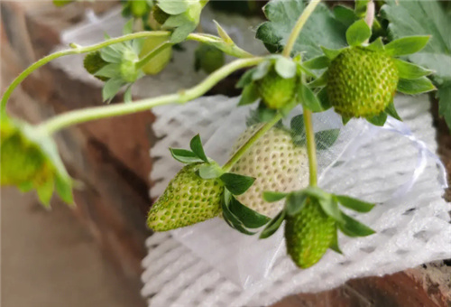 魚蛋白在草莓上好處 魚蛋白在草莓上好處