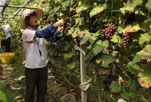魚蛋白在葡萄上好處 魚蛋白在葡萄上好處