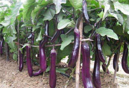 魚蛋白在茄子上好處 魚蛋白在茄子上好處